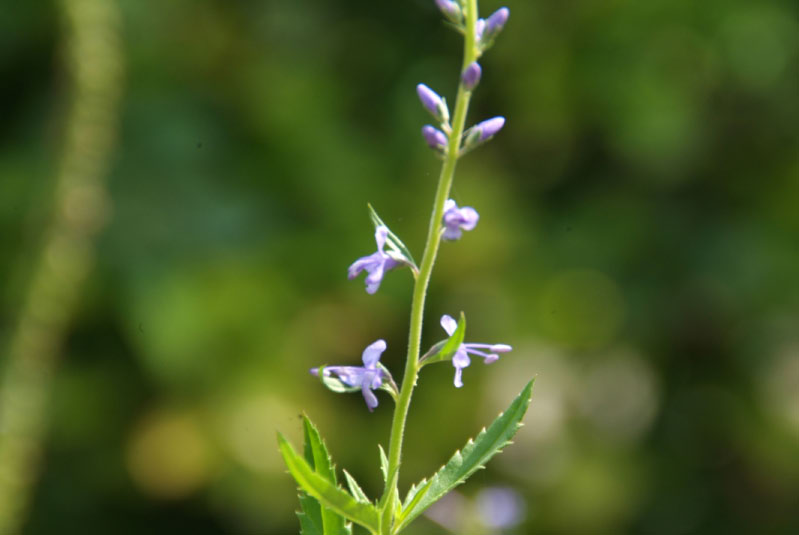 Veronica spicata Aarereprijs bestellen